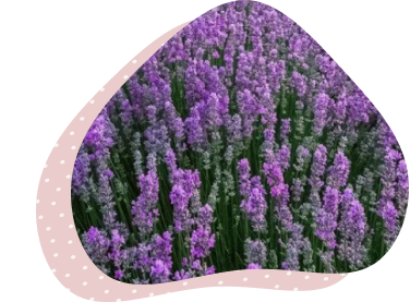 Lavender