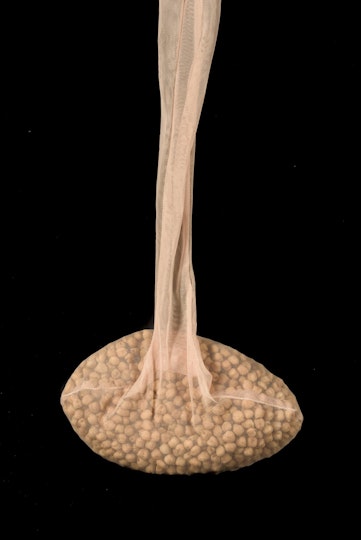 Work by Gabriella Munoz