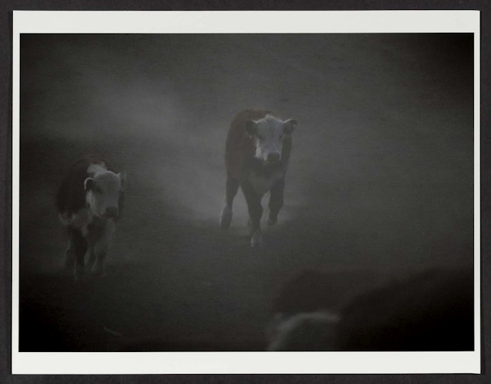 Work by Emily Garnock