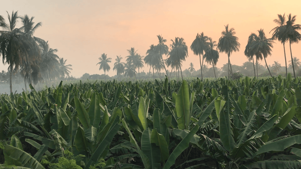 Video still of a field of plants and palm trees. The horizon is filled with smoke.