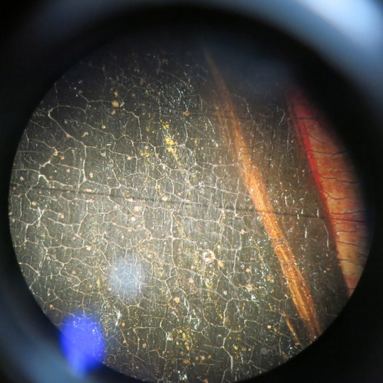 Remnant of the shell (powdered) gold, used for decorative hatching on the jacket, seen under the microscope.