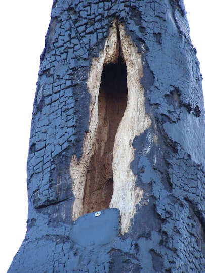 By 2002 cockatoos had caused serious damage to the charred match by eating and nesting within the timber sculpture.