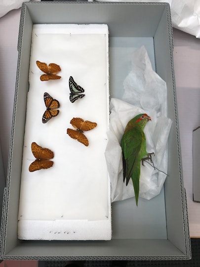 The taxidermied lorrikeet and butterflies are prepared for freezing
