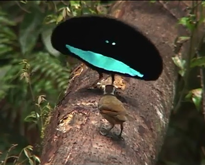 Two birds stand facing each other on a tree branch. One is brown. The other is oval shaped, with two vivid blue-green spots and a wide blue-green band on black.
