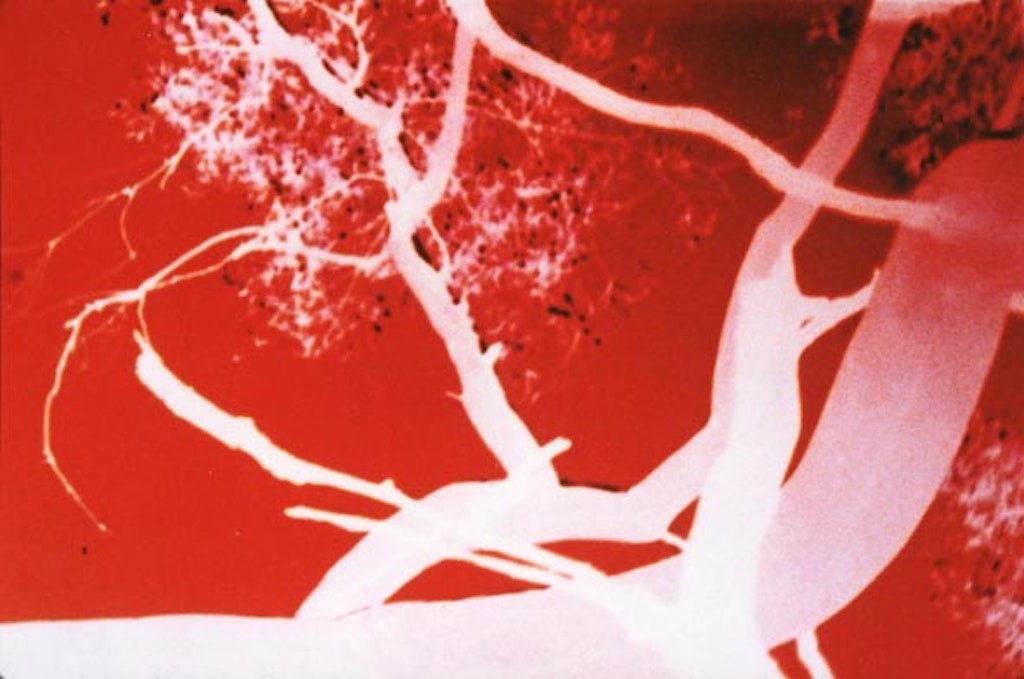 White, transparent tree branches on a bright red background.