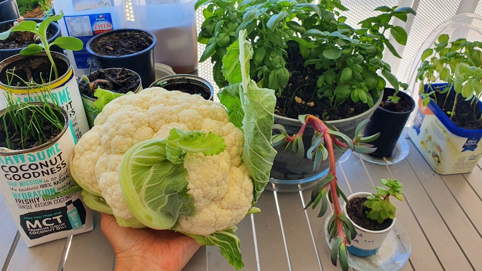 A hand holding a cauliflower, surrounded by various containers in which herbs are growing.