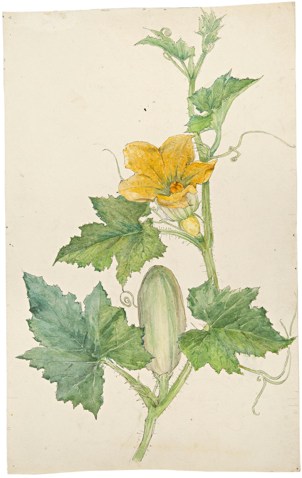 Drawing of part of a plant with a large yellow flower, a large bud and several green leaves and tendrils.