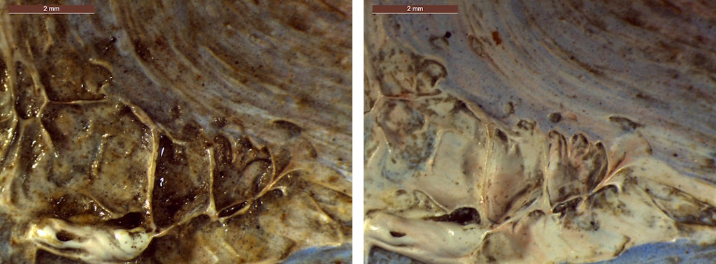 Two close-up images of paint. The one on the left appears brown and grimy.