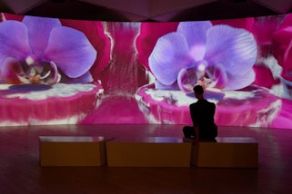 Person sits on a bench in a gallery in front of a large screen showing an artwork featuring large purple flowers and pink clam shells.