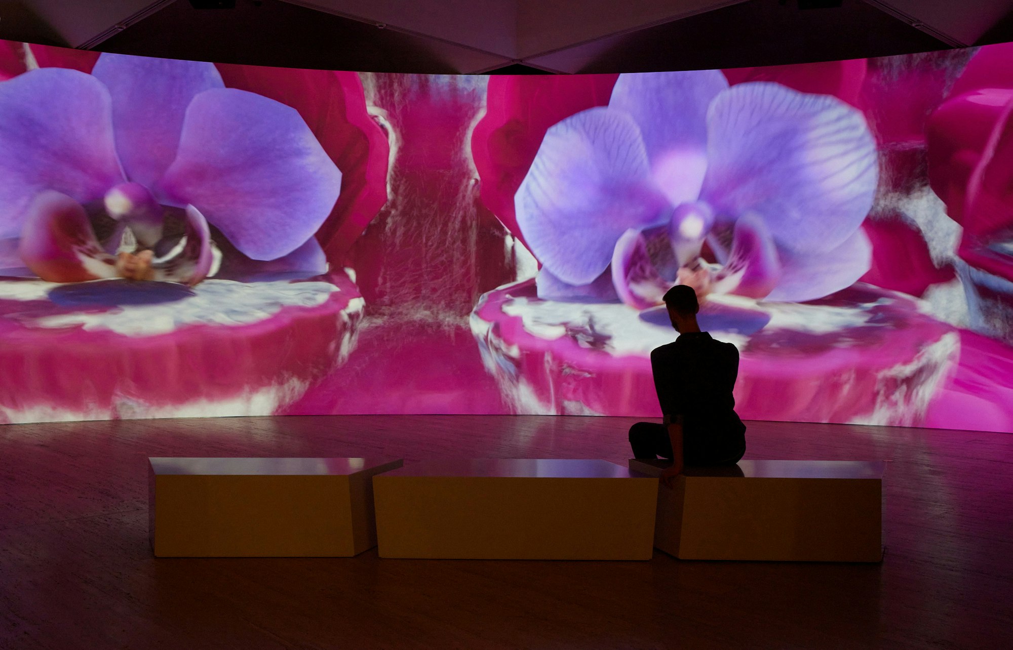 Person sits on a bench in a gallery in front of a large screen showing an artwork featuring large purple flowers and pink clam shells.