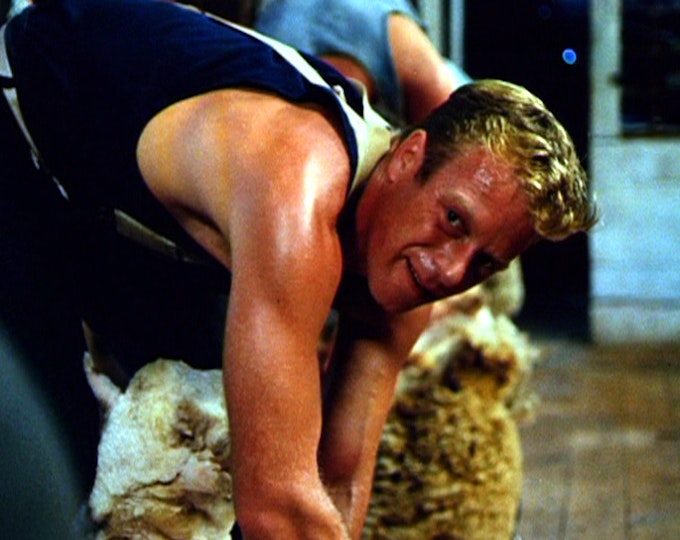 A person with light skin and short hair bends over and shears a sheep.