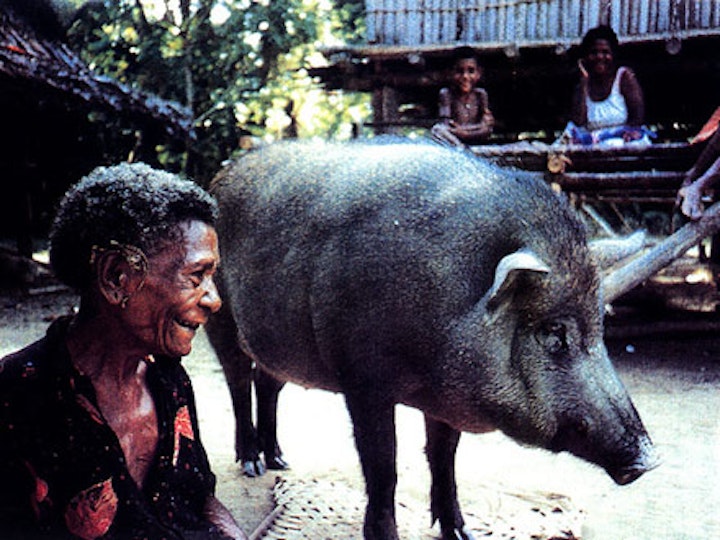 A large grey pig stands next to a person with dark brown skin. Two people in the background smile as they look at the pig.