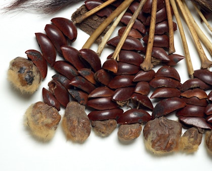 Long, thin pieces of bone are attached to a woven object. At the end of each piece are several reddish brown seed pods and one irregularly shaped, partially fur-covered small brown object.