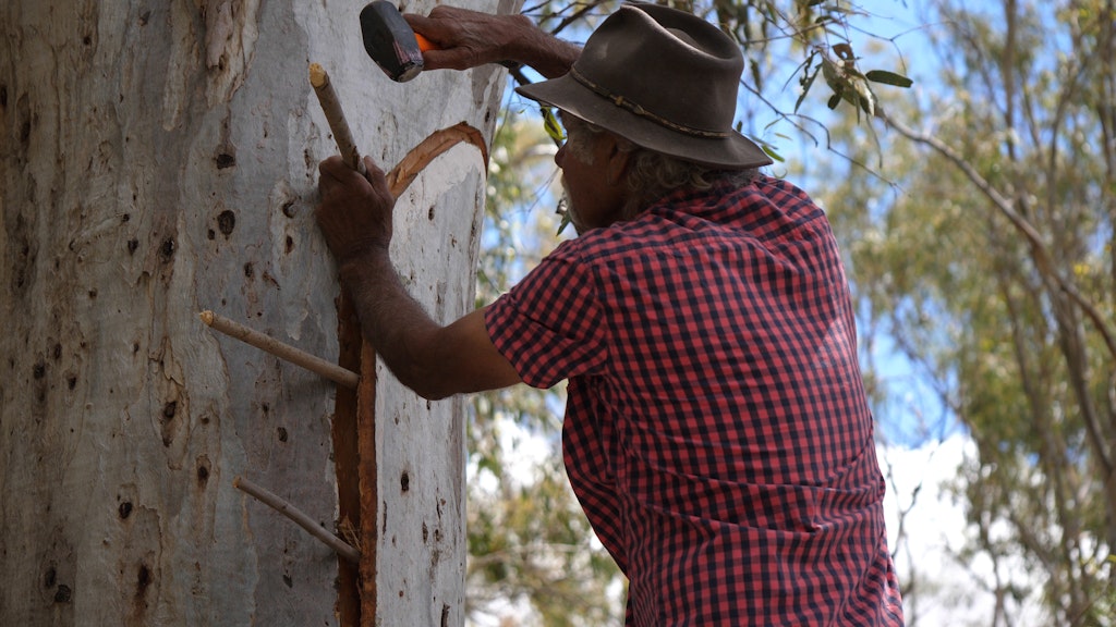 A person in a hat and checked shirt uses tools to work with bark on a large tree trunk.