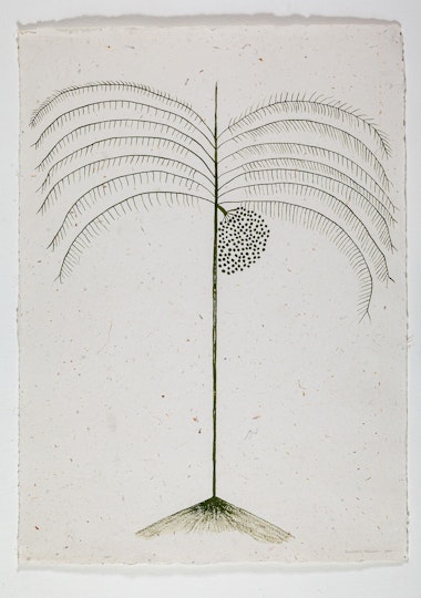 A delicate illustration of a form of palm tree.