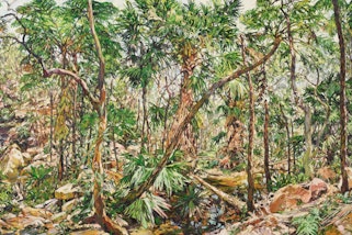 A landscape of trees and ferns among rocks.