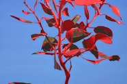 Bright red leaves and stems against a blue background.
