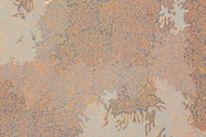 An Aboriginal painting depicting designs associated with Country, mainly in muted shades of brown. and blue-grey