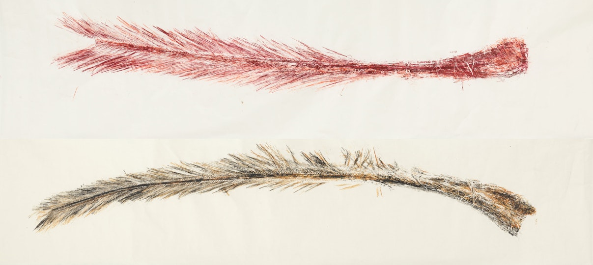 Two rubbings of parts of a plant, one in reddish tones and the other in brownish tones