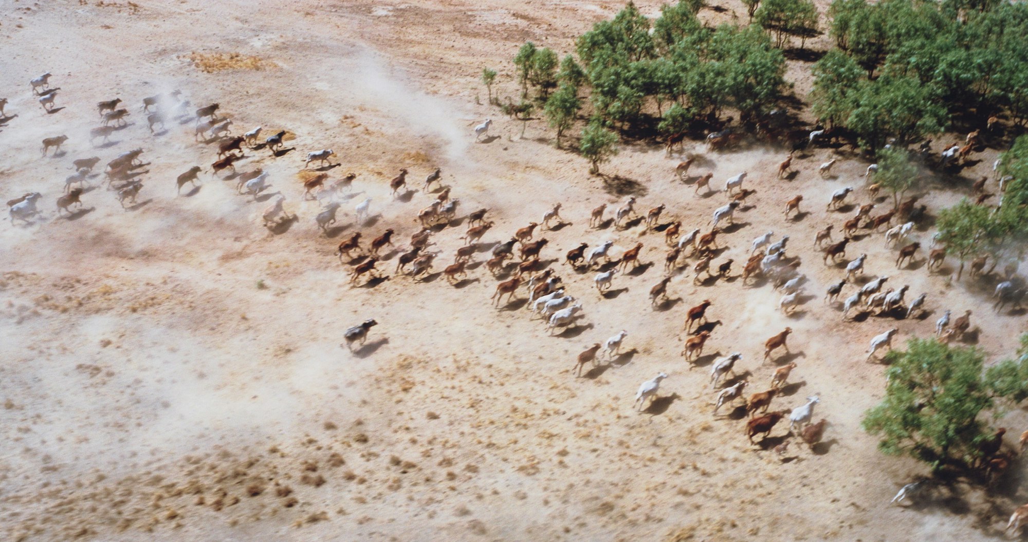 Aerial view of a dusty field with cattle being rounded up towards a few trees