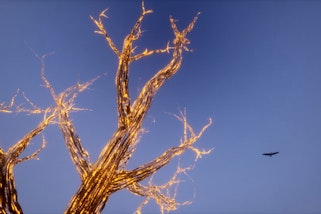 Leafless branches of a tree against a sky in which a bird flies