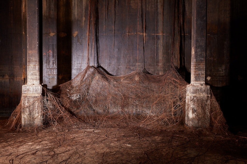 A matrix of tree roots wrap around two columns and spread across the floor