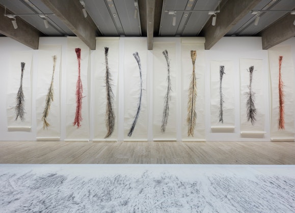 Ten long coloured drawings of plant parts hang on a gallery wall with a drawing lying in front