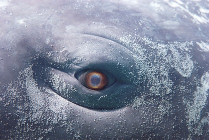 A film still of a computer generated whale eye. The whale's skin is flecked with patches of grey-green barnacles.