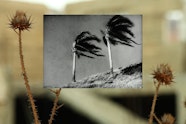A small black and white image of two palm trees blown by a strong wind. This image is on top of a colour image of dried thistles.