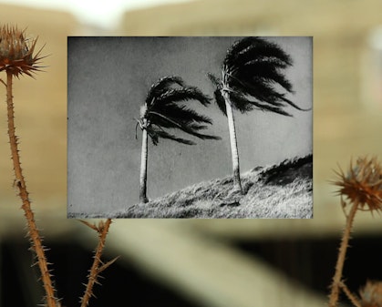 A small black and white image of two palm trees blown by a strong wind. This image is on top of a colour image of dried thistles.