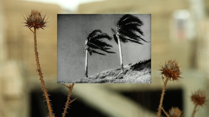 A small black and white image of two palm trees blown by a strong wind. This image is on top of a colour image of dried thistles.