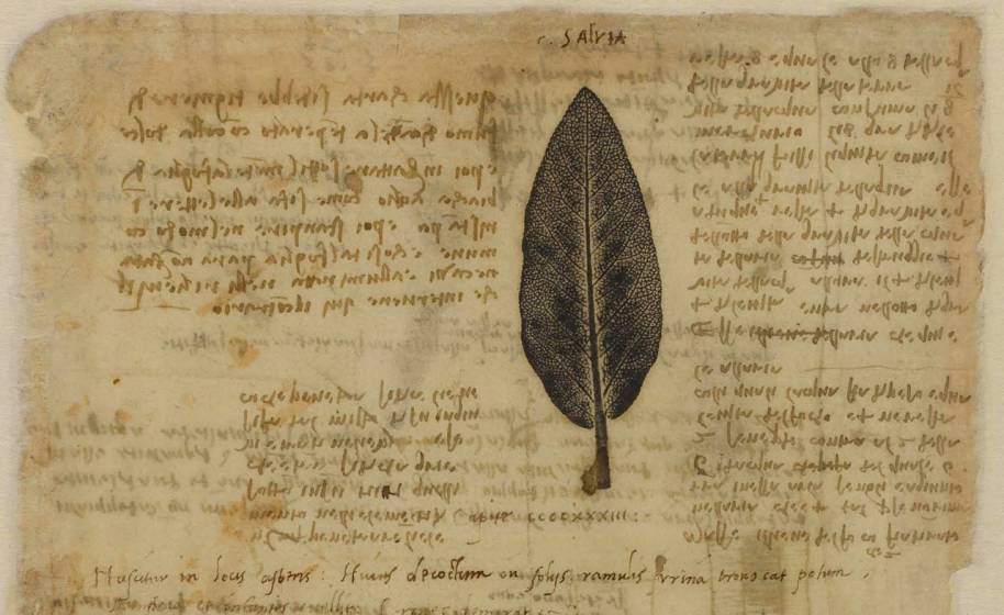 La Botanica di Leonardo | Santa Maria Novella