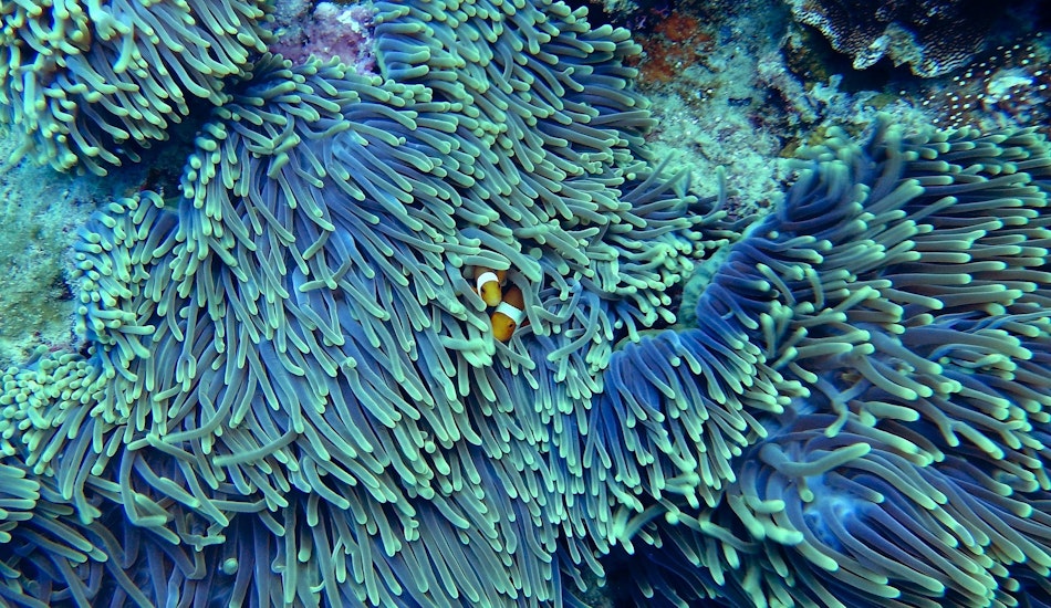 Aproape 90% dintre recifele de corali de pe planetă ar putea dispărea în următorii 30 de ani