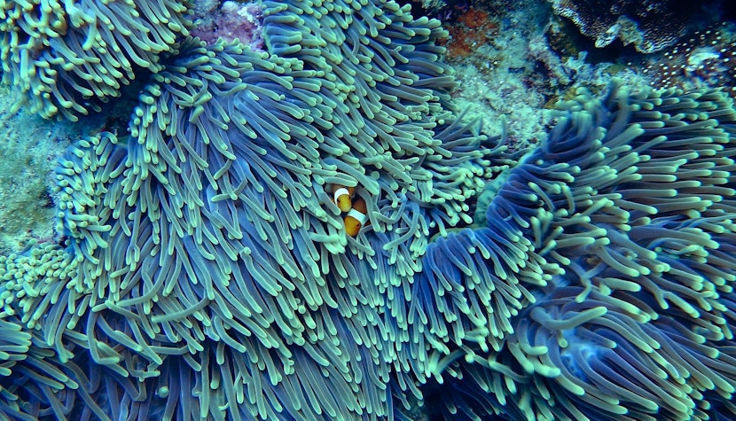 Aproape 90% dintre recifele de corali de pe planetă ar putea dispărea în următorii 30 de ani