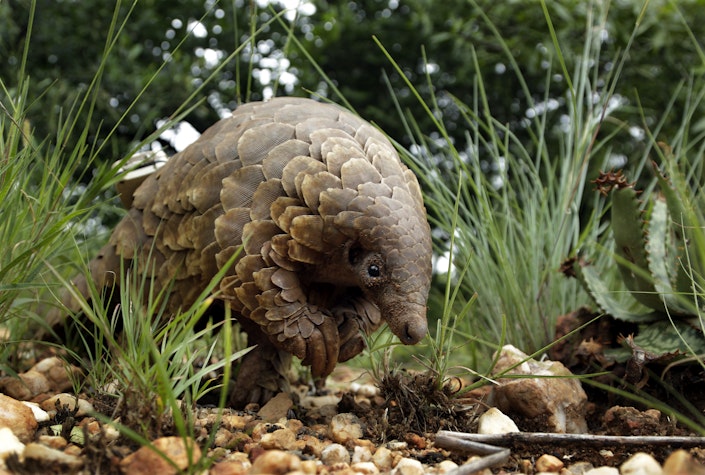 pangolin