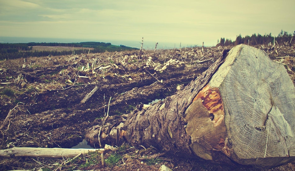 Defrișări ilegale în pădurile din România.