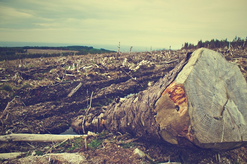 Defrișări ilegale în pădurile din România.