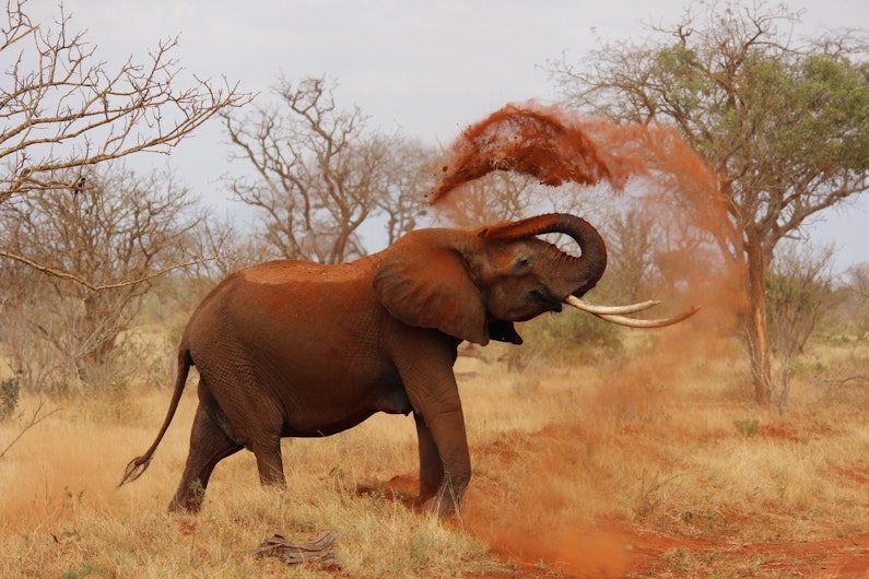 elefant