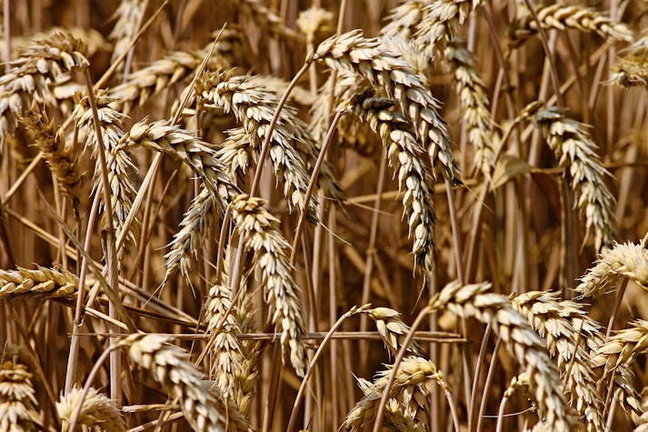 Agricultură 