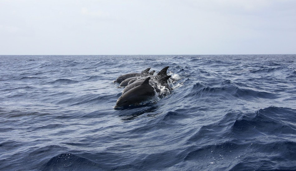 Delfini în Marea Neagră
