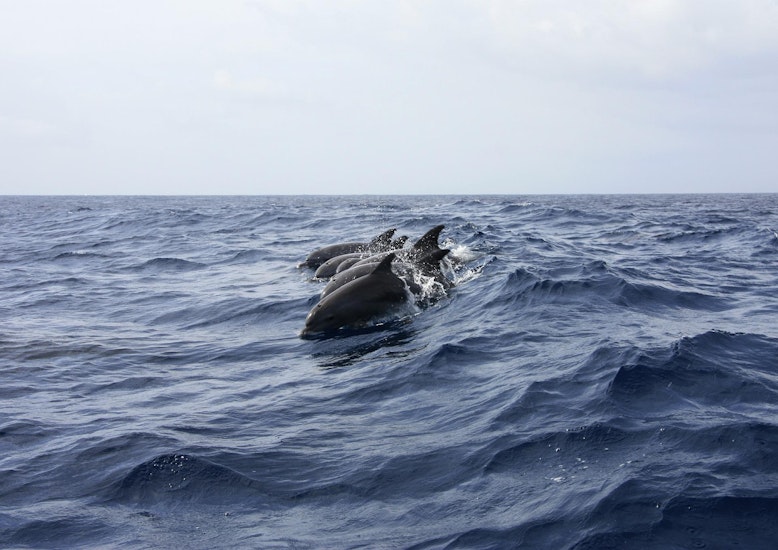 Delfini în Marea Neagră