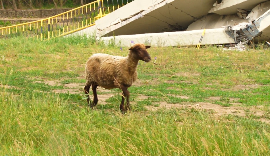 a iești oaia de sub pod