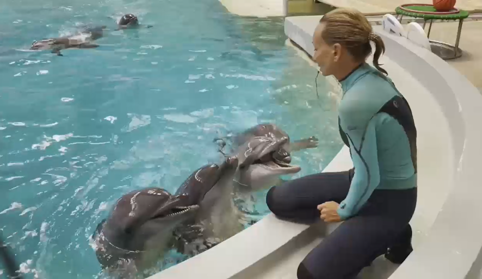 delfini salvati din harkov, spectacol la constanta