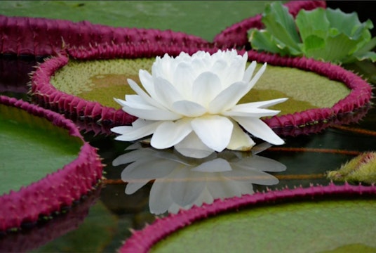 nufar