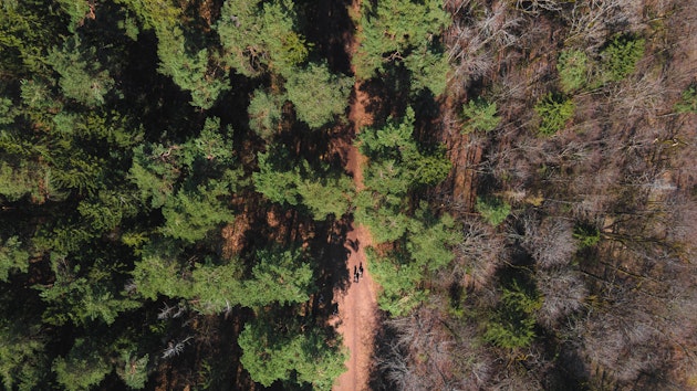 În următorii patru ani, în România ar urma să fie împădurite 57 de mii de hectare