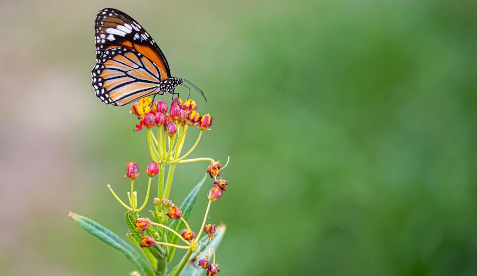 Fluturii monarh trăiesc în SUA și în Canada, dar în fiecare toamnă își părăsesc locurile de origine 