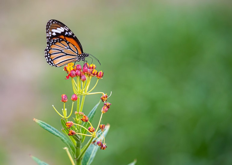 Fluturii monarh trăiesc în SUA și în Canada, dar în fiecare toamnă își părăsesc locurile de origine 