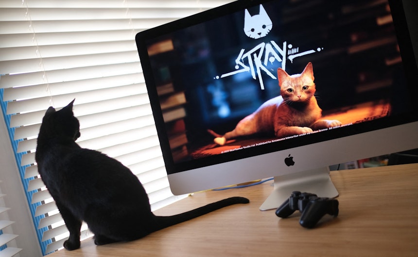 pisici, stray, joc
