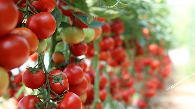 rosii tomate legume programul tomata
