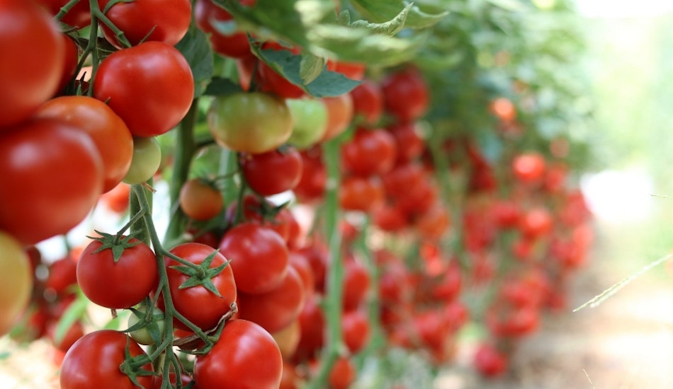 rosii tomate legume programul tomata